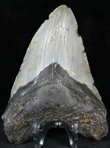 Bargain Megalodon Tooth - North Carolina #22954